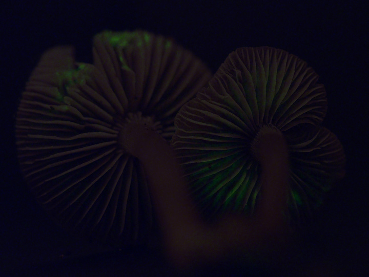 Mycena vinacea glowing in the basidiomes in the gills