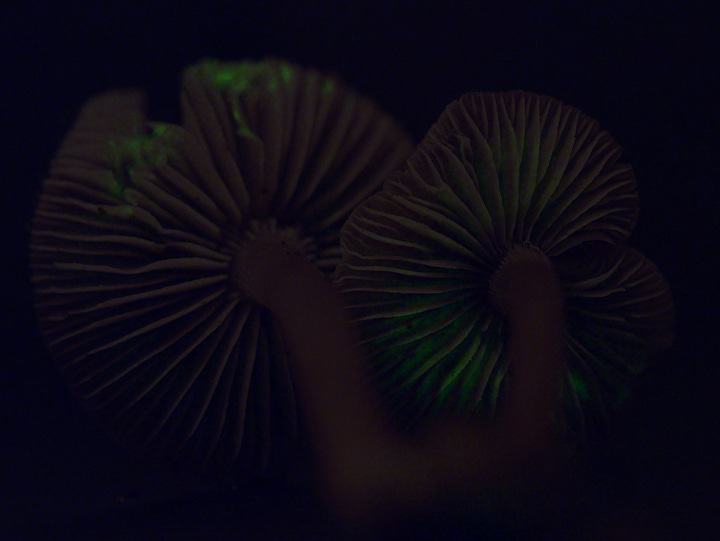 Mycena vinacea glowing in the basidiomes in the gills