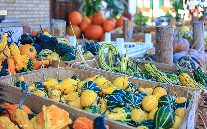 Multi-colored Pumpkins on Display at a Local Farm