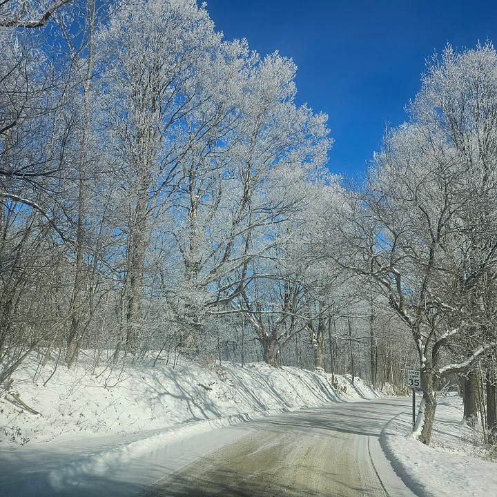 Trees with snow on their branches