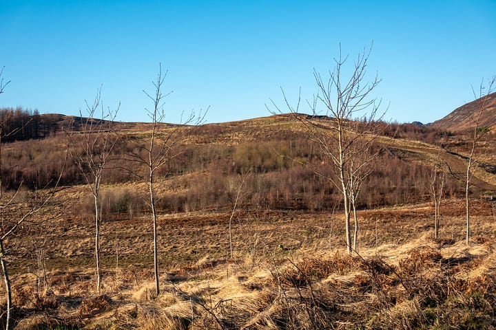 Healthy growth of young woodland, planted by the Vuitton family, near Braefordie © Felicity Martin