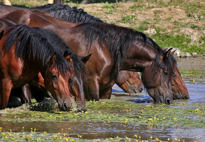 Pictures of horses and cattle grazing in Lonjsko Polje Nature Park.