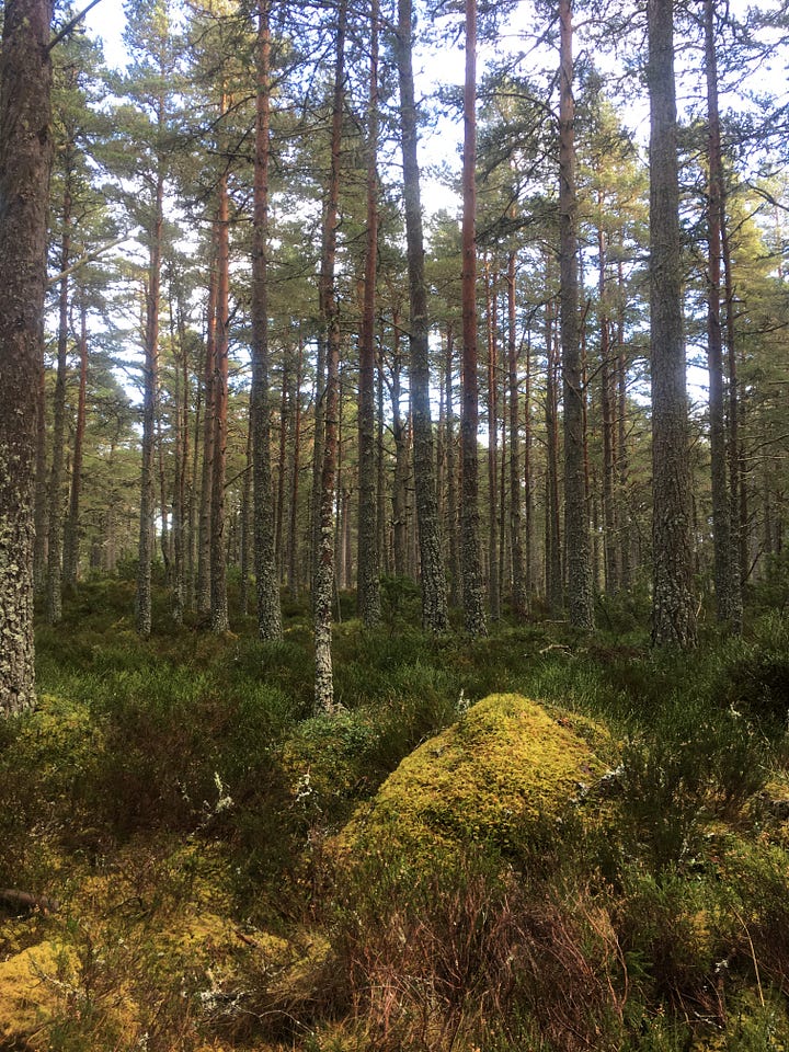 Images: 1-4. Abernethy Forest, with similar views of lichen-encrusted pine trees and close-ups of various types of lichen varieties.