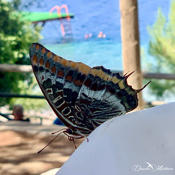 strawberry tree butterfly Erdbeerbaumfalter