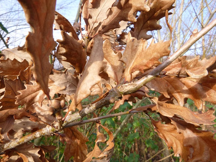 Images of bark on narrow oak twigs and a wide oak trunk