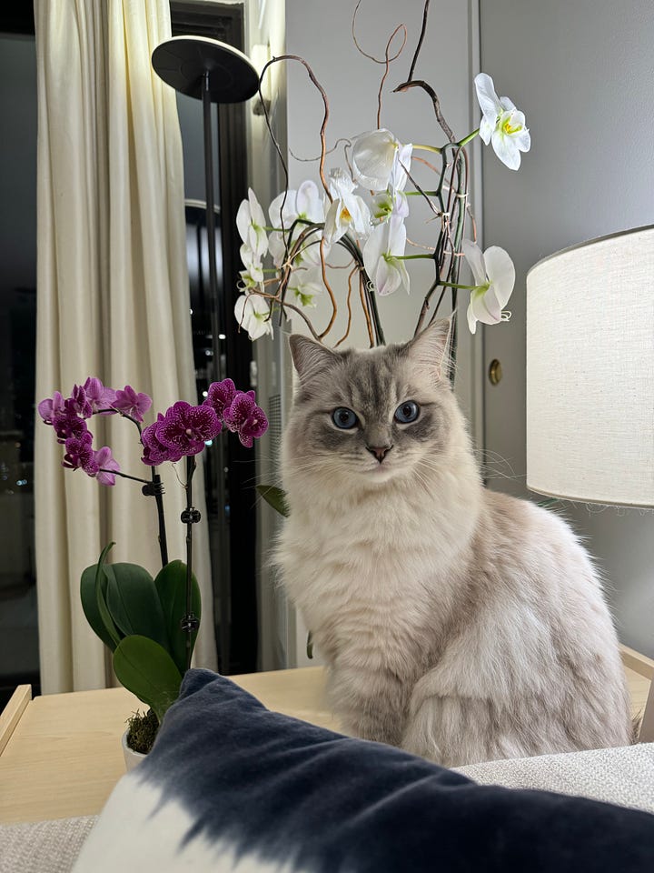 A white cat in front of a white orchid plant, a tabby cat and a woman with blonde hair
