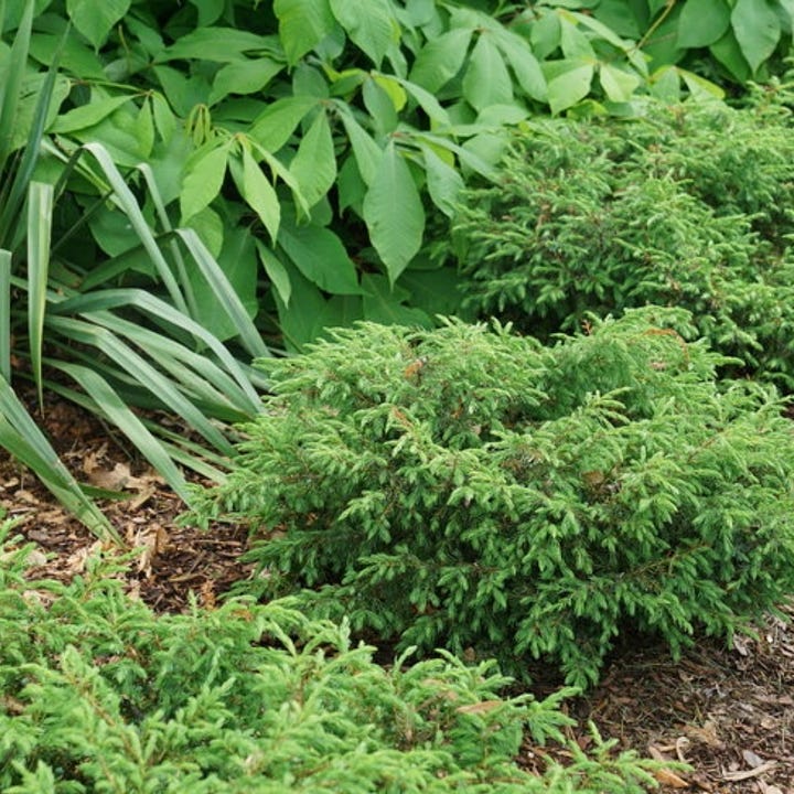 Native dwarf evergreen groundcovers Tortuga, left, and Blue Rug