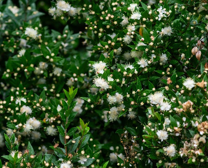 White flowers with long stamens on bush and in close up