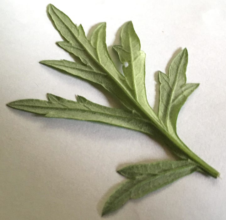 Mugwort leaf underside and top.