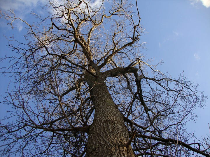 Images of bark on narrow oak twigs and a wide oak trunk