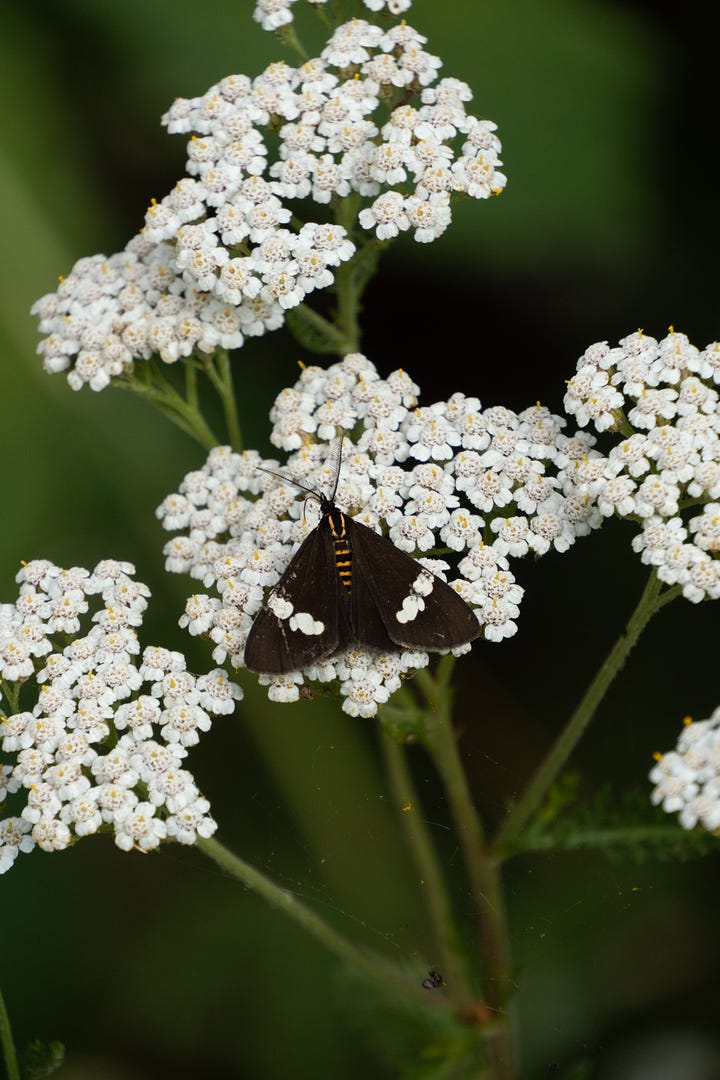 Magpie Moth (NMagpie Moth (Nyctemera annulata, endemic) on yarrow leaf, and yarrow flower (nyctemera annulata, endemic) on yarrow leaf, and yarrow flower - New Zealand