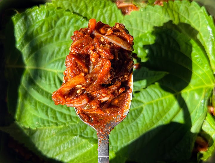 perilla kimchi making process photos, kimchi after being aged a few weeks