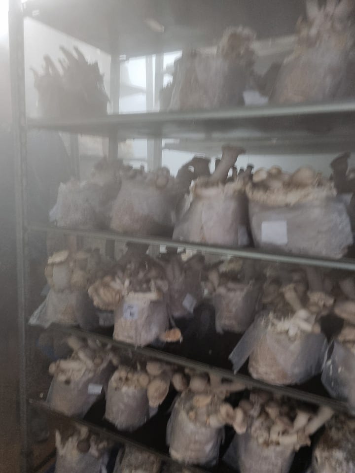 Mushrooms growing, Brambletye Farm, organic, biodynamic