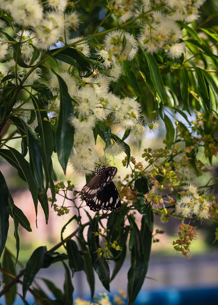 Australian butterflies