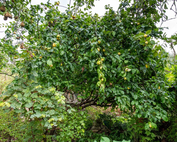 A small tree with hanging quice fruit and a close-up of the pinkish white quince flower