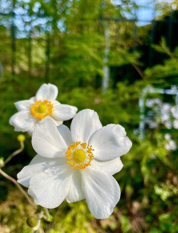 The Curb outside of the Birch Walk includes the Seven-Sons tree (Heptacodium) and Anemone 'Honorine Jobert.' 