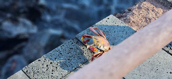 A series of photos of a sally lightfoot crab in the Galapagos creeping along the pier with a cigarette stub in its mouth.