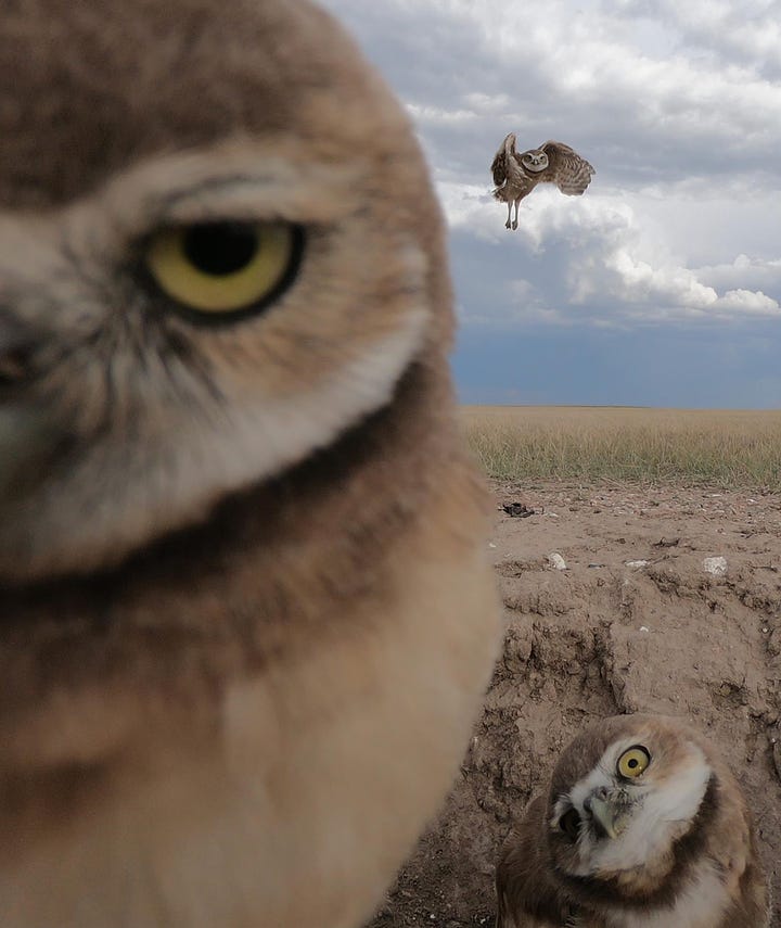 Photo on depicts three burrowing owls, including one that's right up to the camera and another that is mid-flight. Photo 2 includes a person standing on a beach beside a giant redwood tree that has washed ashore.