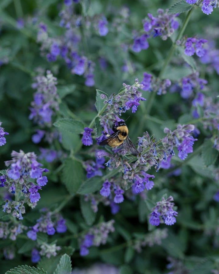 Cottage garden tour at The Elliott Homestead