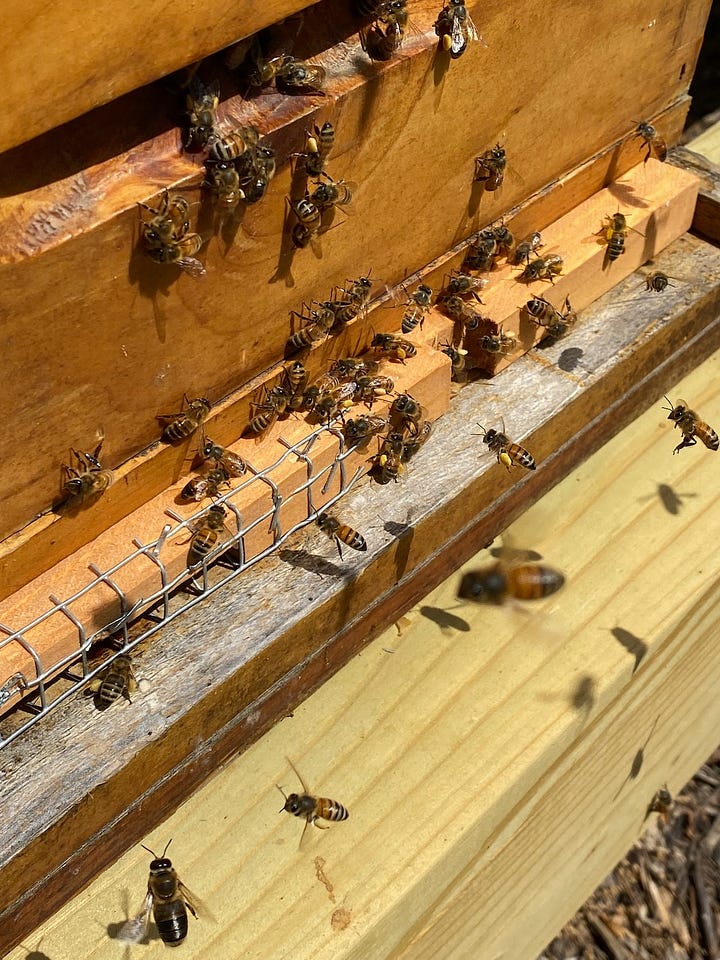 Bees on frames and in hives.