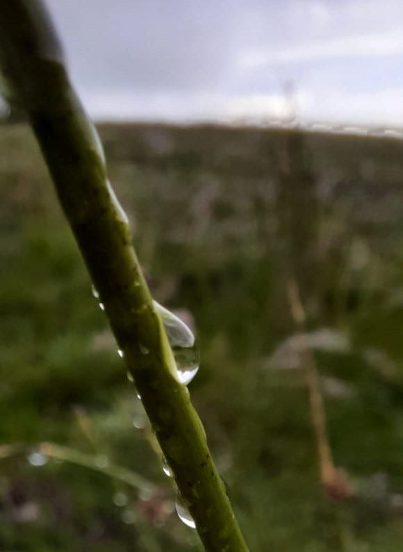 Two pictures of dew drops clinging to plants on Penhill