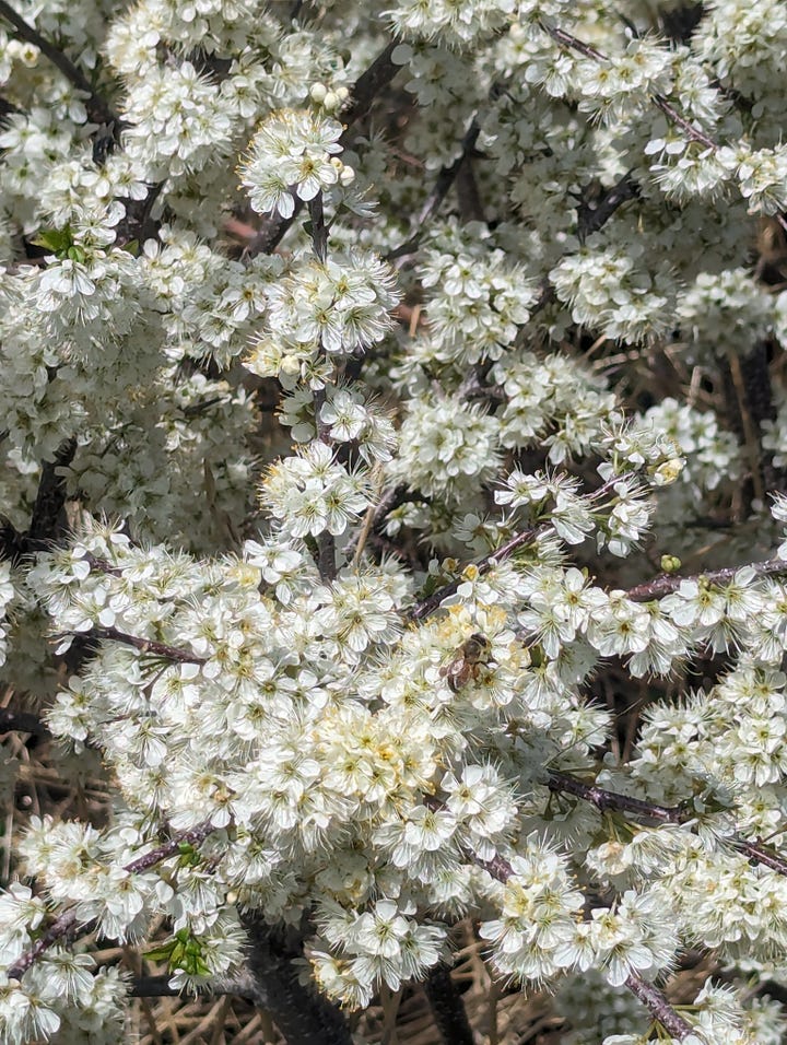 4 pictures of flowers and green grass