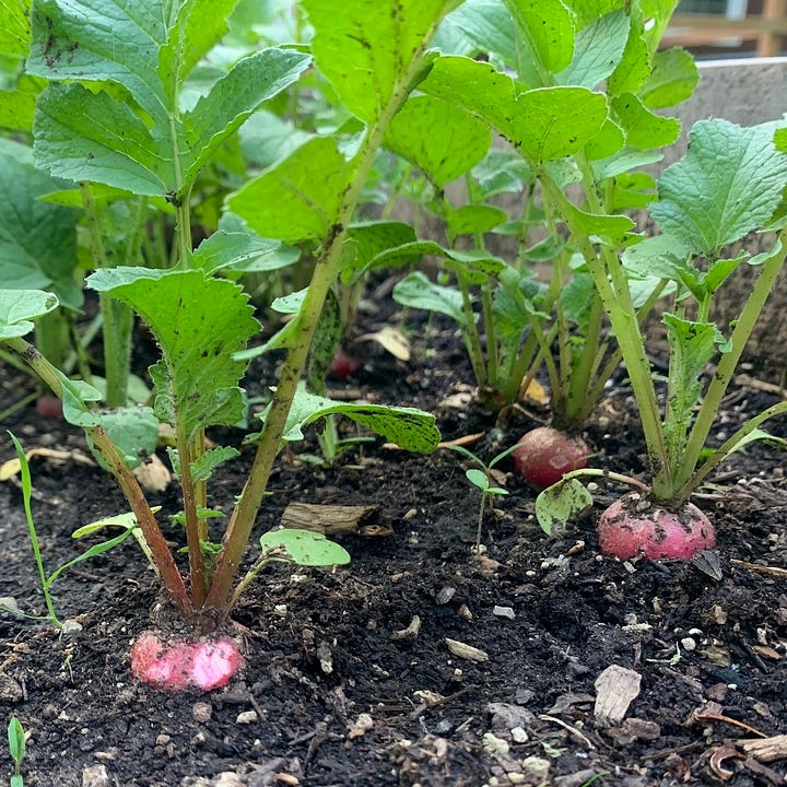 In the left image, Nicole holds a head of recently harvested buttercrunch lettuce. The second image is a close-up shot of a radish bed, their red bulbs pushing up from the ground.