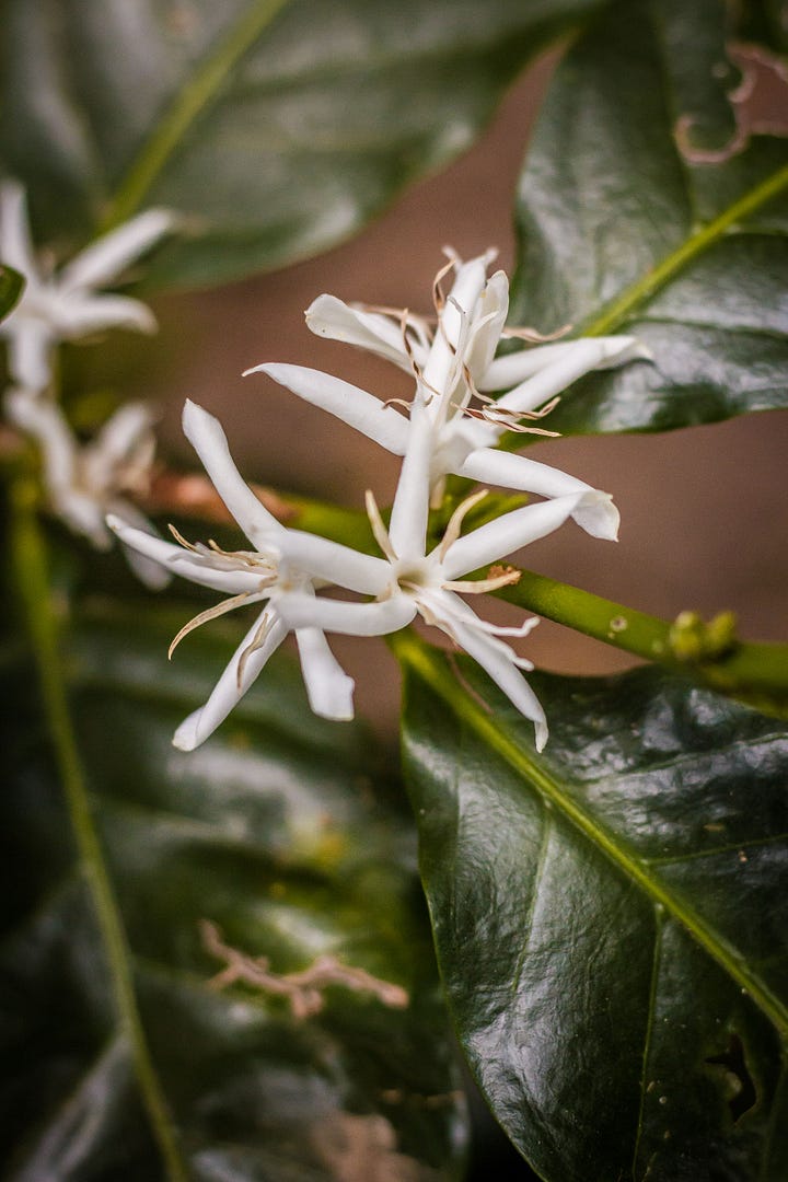 Después de las primeras lluvias, comienza el nuevo ciclo de producción del café. Es uno de los momentos más esperados del año, porque los cafetales se llenan de pétalos con olor a jazmín. 