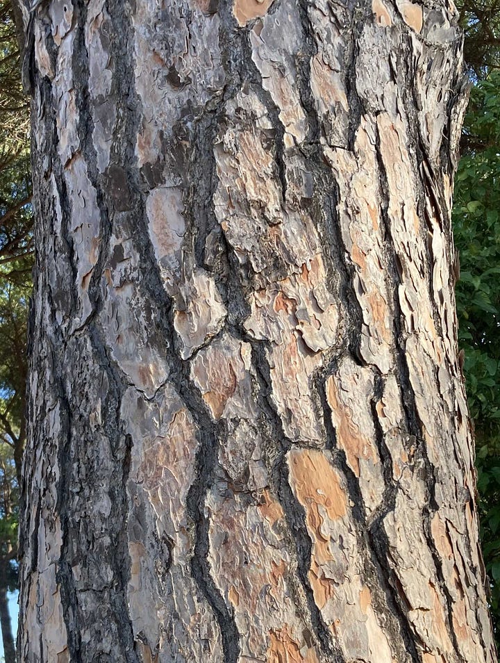 Left image is the bark of a tree as described in the text, right is the dome of St Peters with a pale browning sky (smog??) sunlight coming through the leaves of a tree above and trees in the foreground.