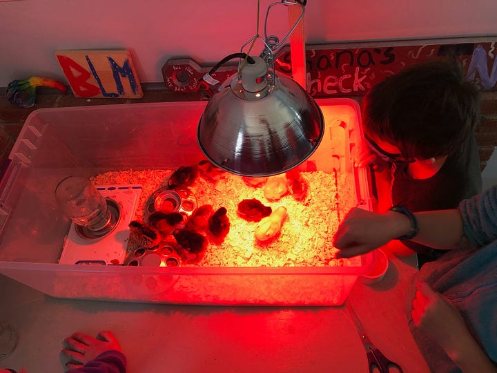 two kids looking at hot dogs cooking in maple sap, kids looking at baby chicks under a heat lamp