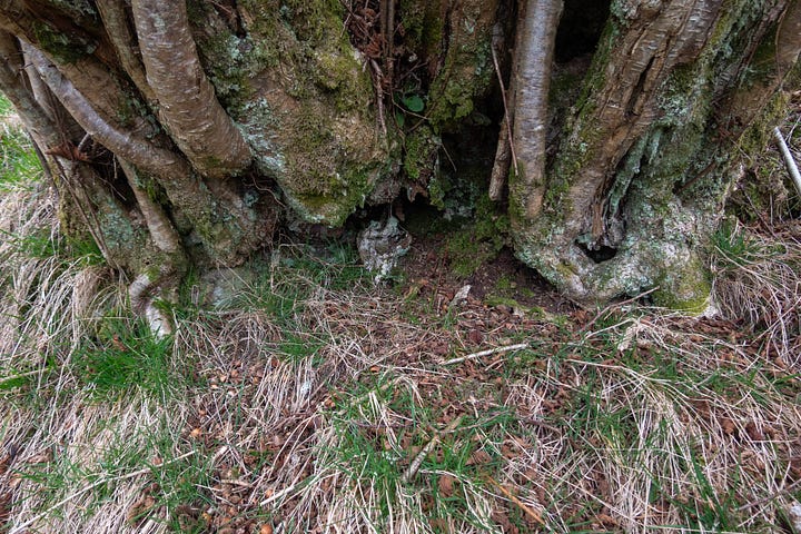 Hazels with catkins, coppiced stools on steep ground, cavity under the base of a hazel with a store of hazelnuts, a handful of mice-eaten nuts © Felicity Martin