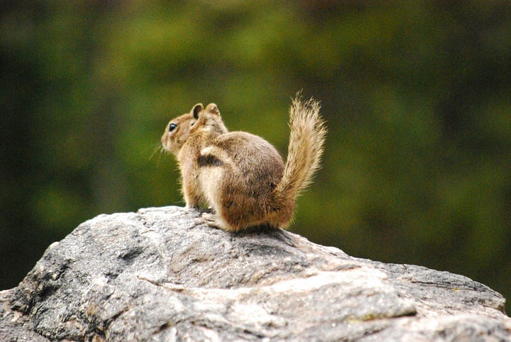 Top left: a dangling caterpillar, Top Right: a chipmunk on a rock, Bottom Left: a toad on a mossy rock, Bottom Right: a bird perched on a tree branch.