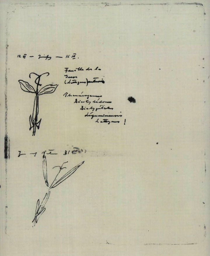 Dr. Kessler’s camp notes, including a sketch of the poison Lathyrus peas (ITS/Bad Arolsen)