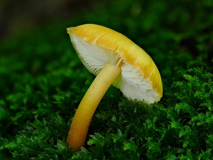 yellow mushroom on green moss