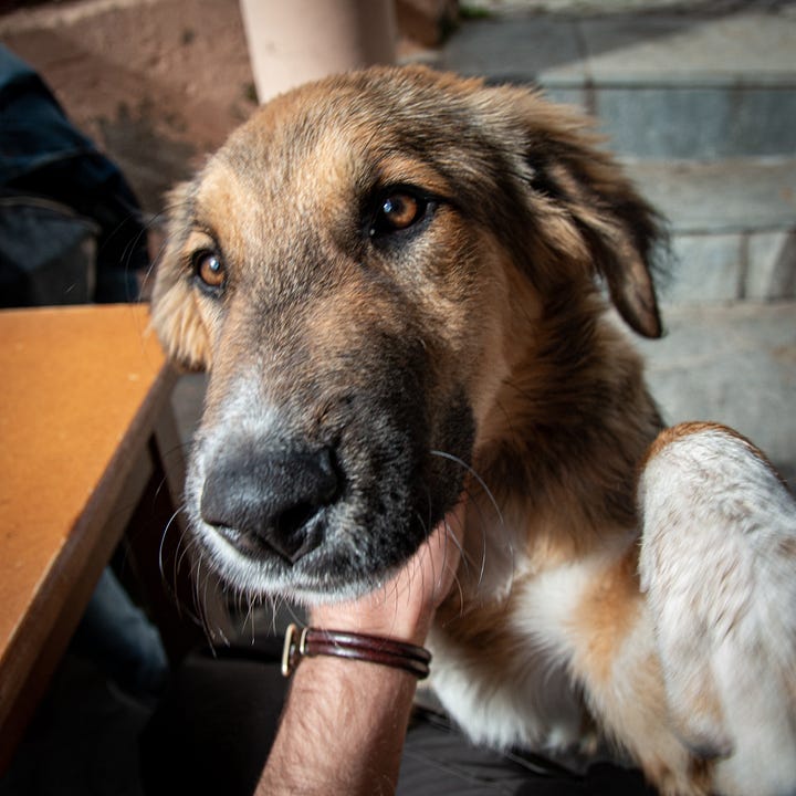 Village dogs in Greece, approaching bloodhound