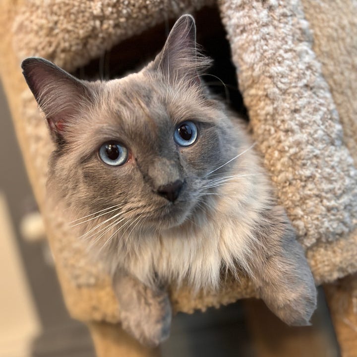 Orange striped cat, black cat, gray medium hair cat, light gray long hair cat