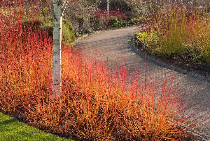 Snowy gardens with orange dogwoods