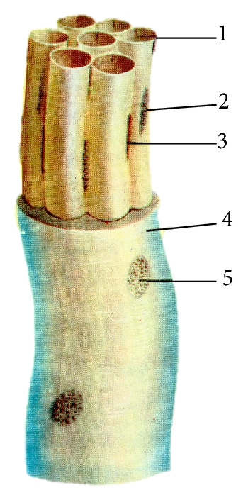 Primo-vascular meridian anatomy