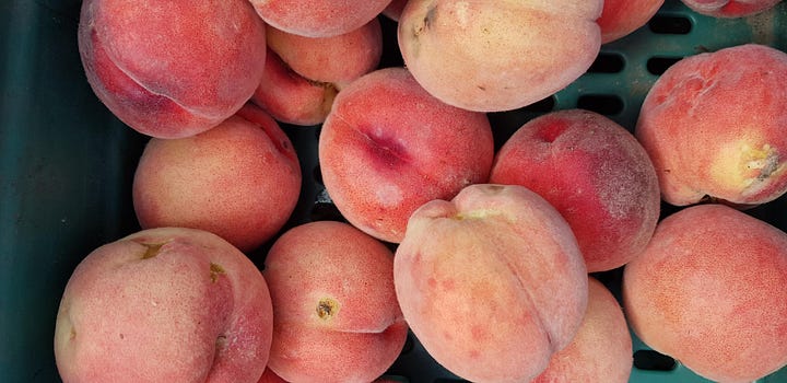 Perry Court Farm; peach tree and peaches