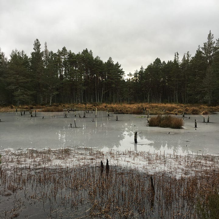 Images: 1-3. the bog woodland in Abernethy Forest managed by RSPB, with information plaque about the landscape; 4. Scots pine with clear lichen line a quarter of the way up them, and hummocky mossy grass.