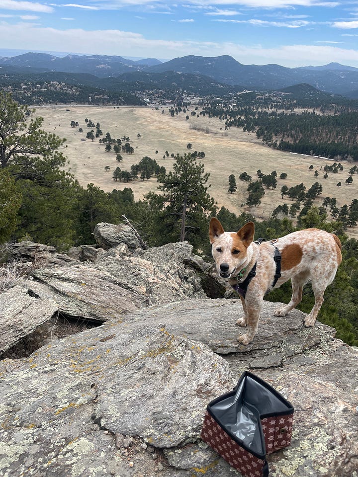 photo of red heeler dog on a mountain top and photo of a red heeler dog in the snow
