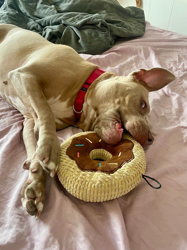 First photo of Lyss against a backdrop of red light, wearing black lipstick, a black choker, and a black tank top. Second photo of Kraftwerk live in concert, against a red background. Third photo of a donut with rainbow sprinkles. Fourth photo of a pitbull with a donut toy in her mouth, laying happily on a bed.