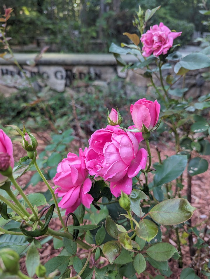 Two images of five pink roses in bloom with buds in front of a stone wall that reads "..healing garden". The first image the roses in the fore are in focus and the stone wall is blurred. In the second image the roses in the fore are blurred and the wall is in focus.