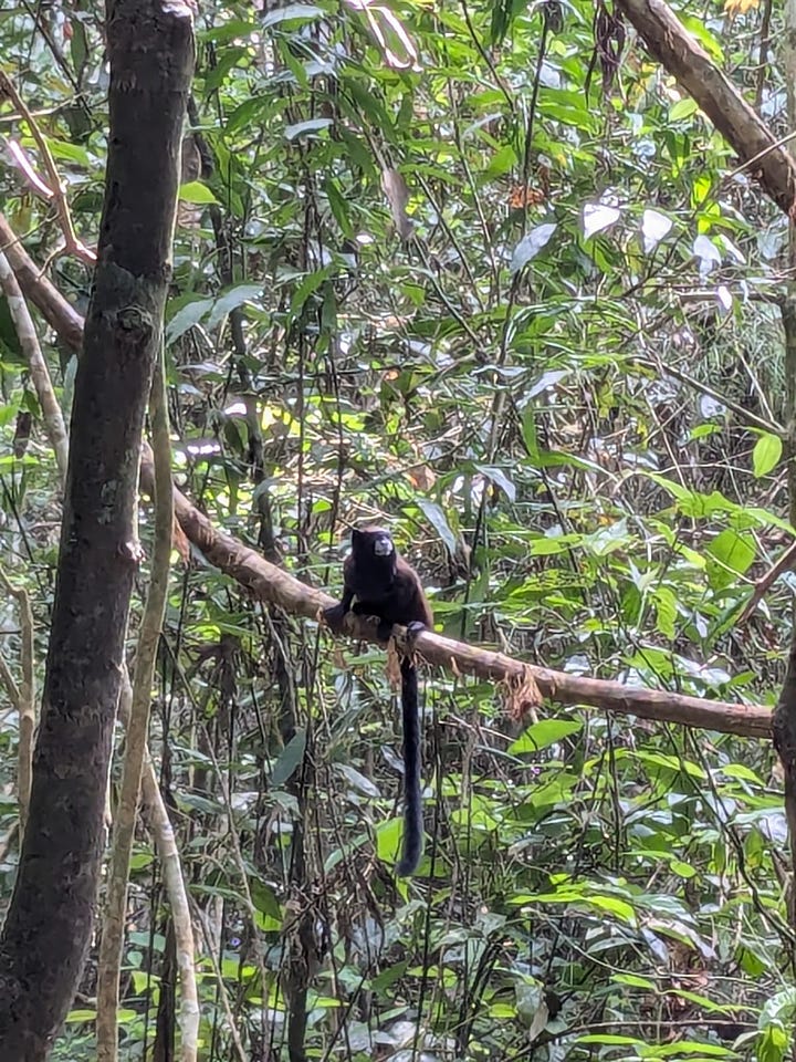 Left: For some reason I was convinced to touch a termite nest. Right: a tamarind monkey, my faves.