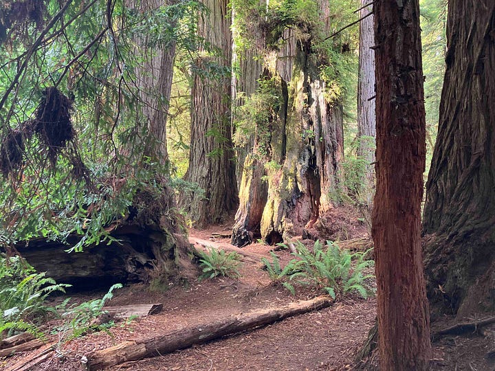 Redwood forests