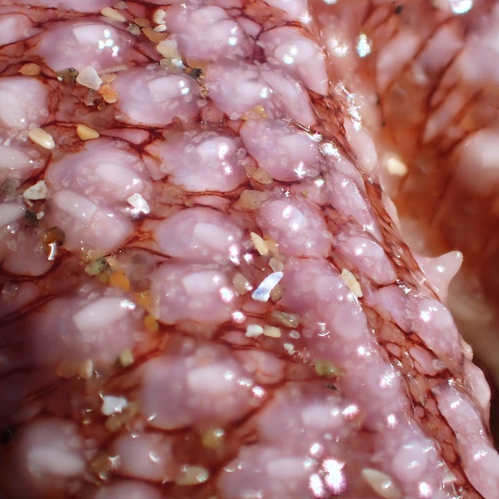 A pair of images feature a close-up of a starfish arm, and an extreme close-up of starfish skin.