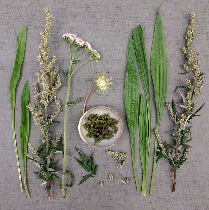 3 groups of foraged finds, leaves, seedbeds and stems.