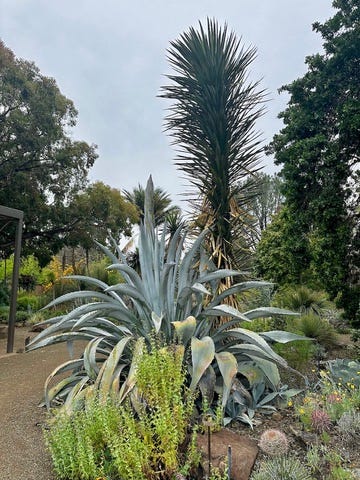 The Ruth Bancroft Garden is the first to be preserved by The Garden Conservancy: "Our very first preservation garden, located in Walnut Creek, in California’s Ygnacio Valley, the Ruth Bancroft Garden is recognized as one of America's finest examples of a dry garden. It features a variety of rare and extraordinary succulents and cacti." 