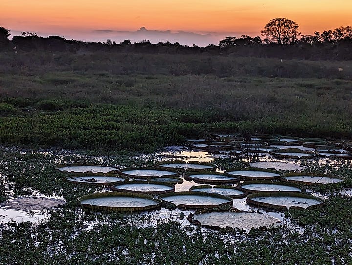 Cattle Pantanal