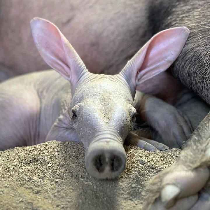 Aardvark calf cuddles with mother